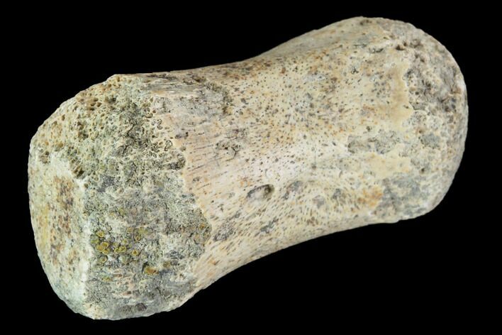 Hadrosaur Finger Bone - Alberta (Disposition #-) #95147